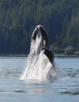 sortie-baleine.jpg